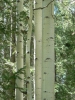 PICTURES/Flagstaff Hiking/t_Aspen Woods1.JPG